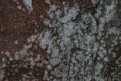 building mold removal and abatement services