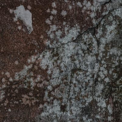 building-mold-abatement-removal-services